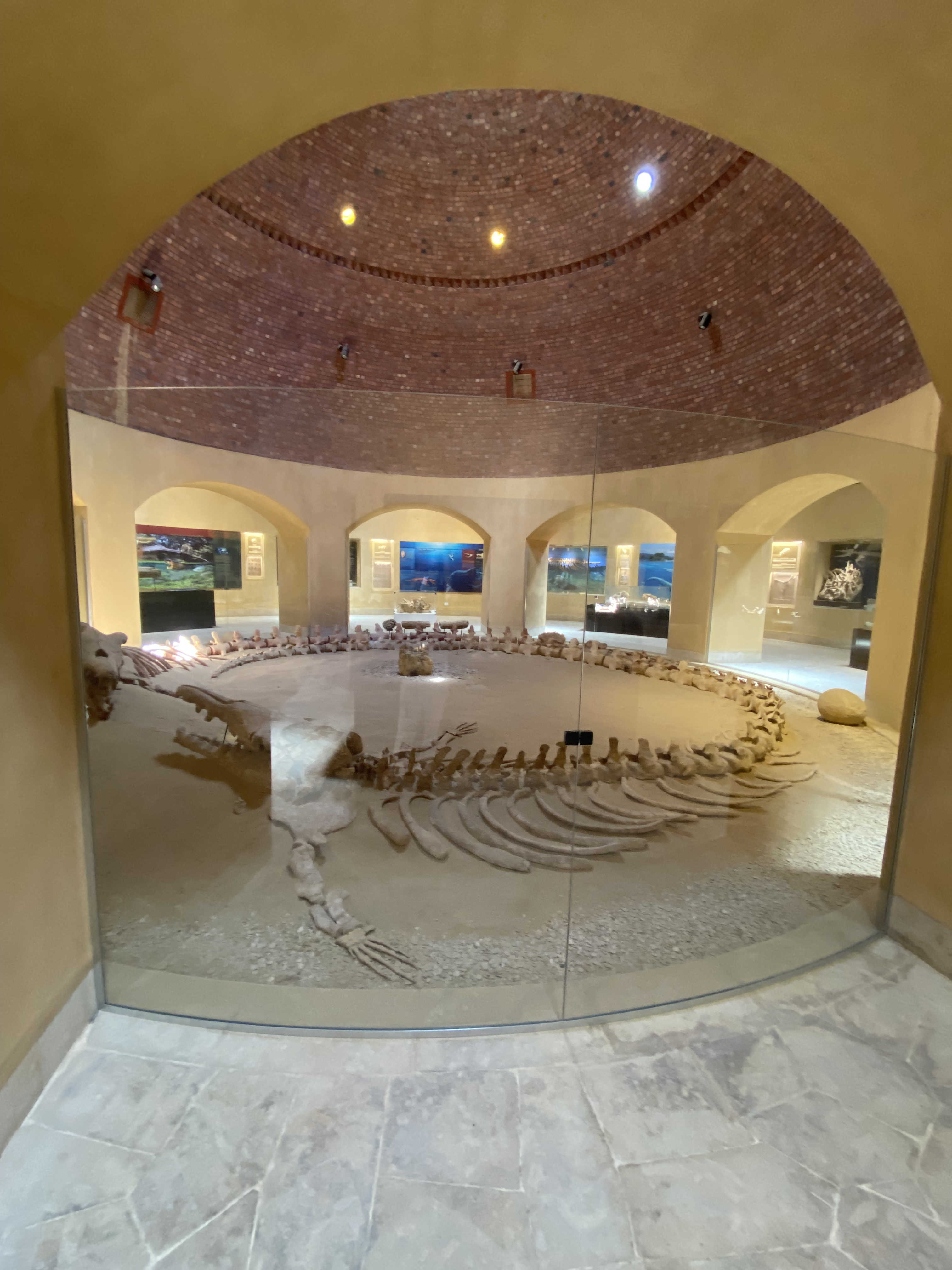 A large, complete whale fossil skeleton arranged on the floor of a museum exhibit hall