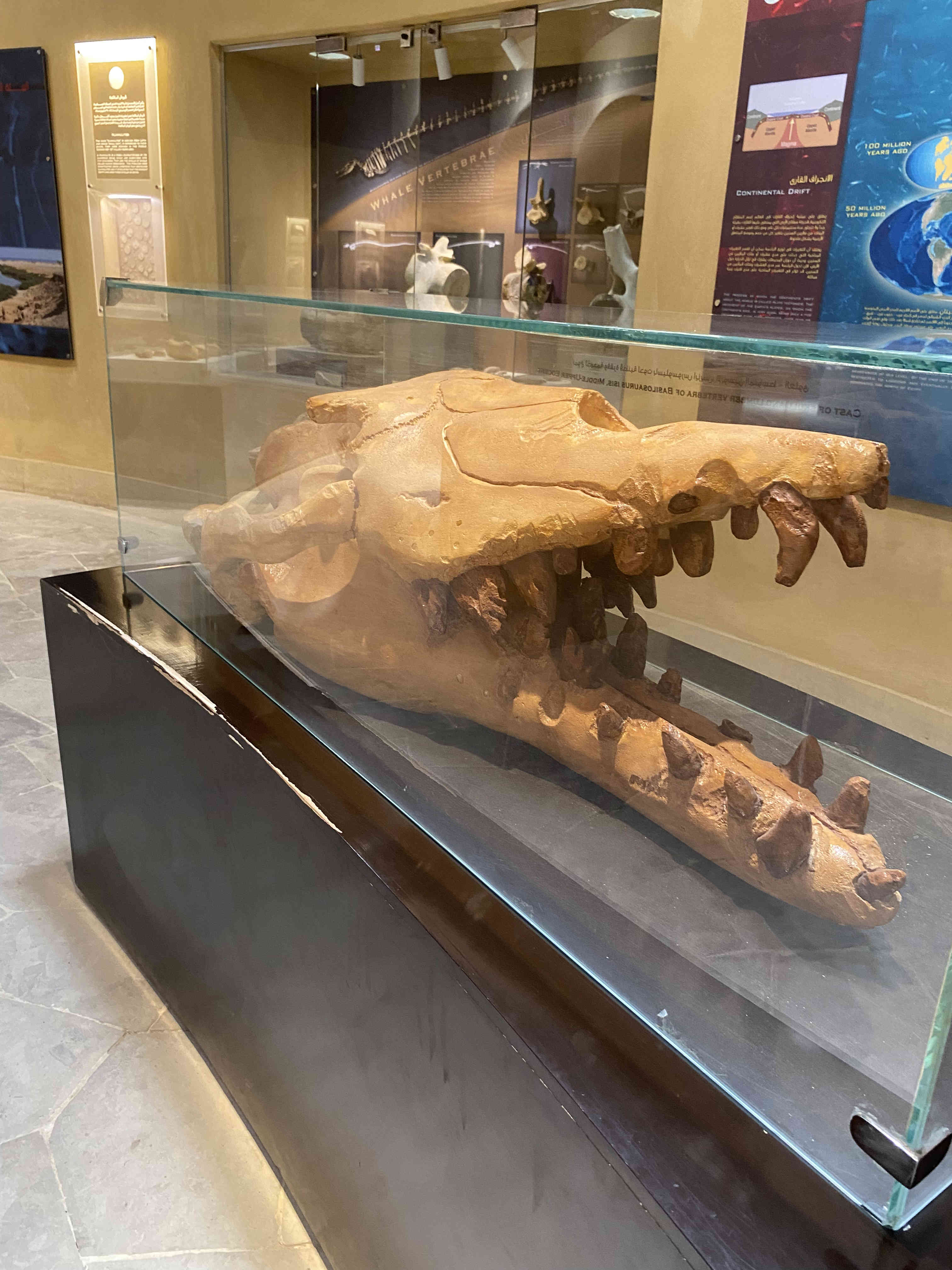 The fossilized skull of a large, ancient crocodile displayed inside a museum glass case