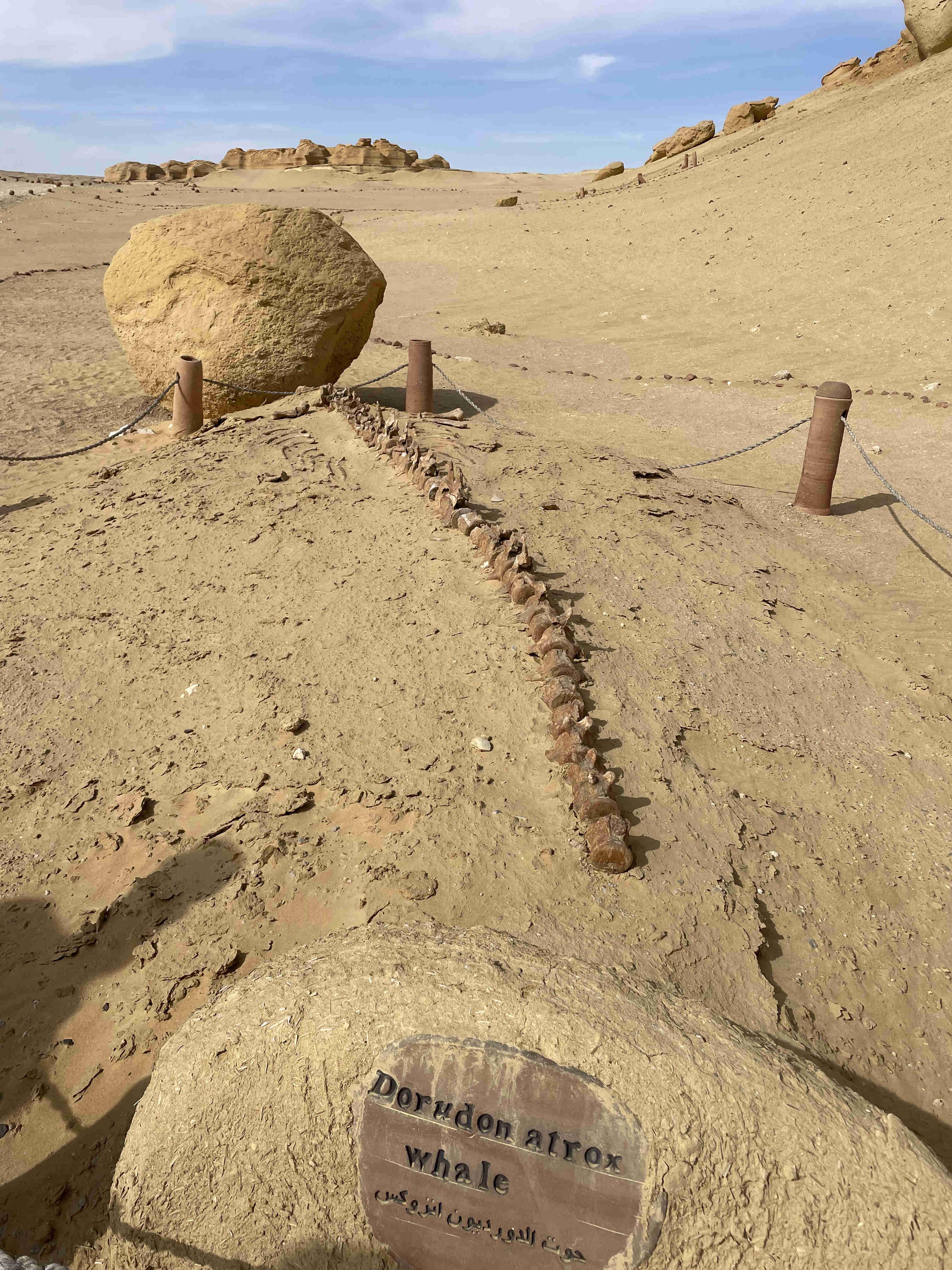 Le squelette de la baleine Dorudon atrox dans le désert du Fayoum