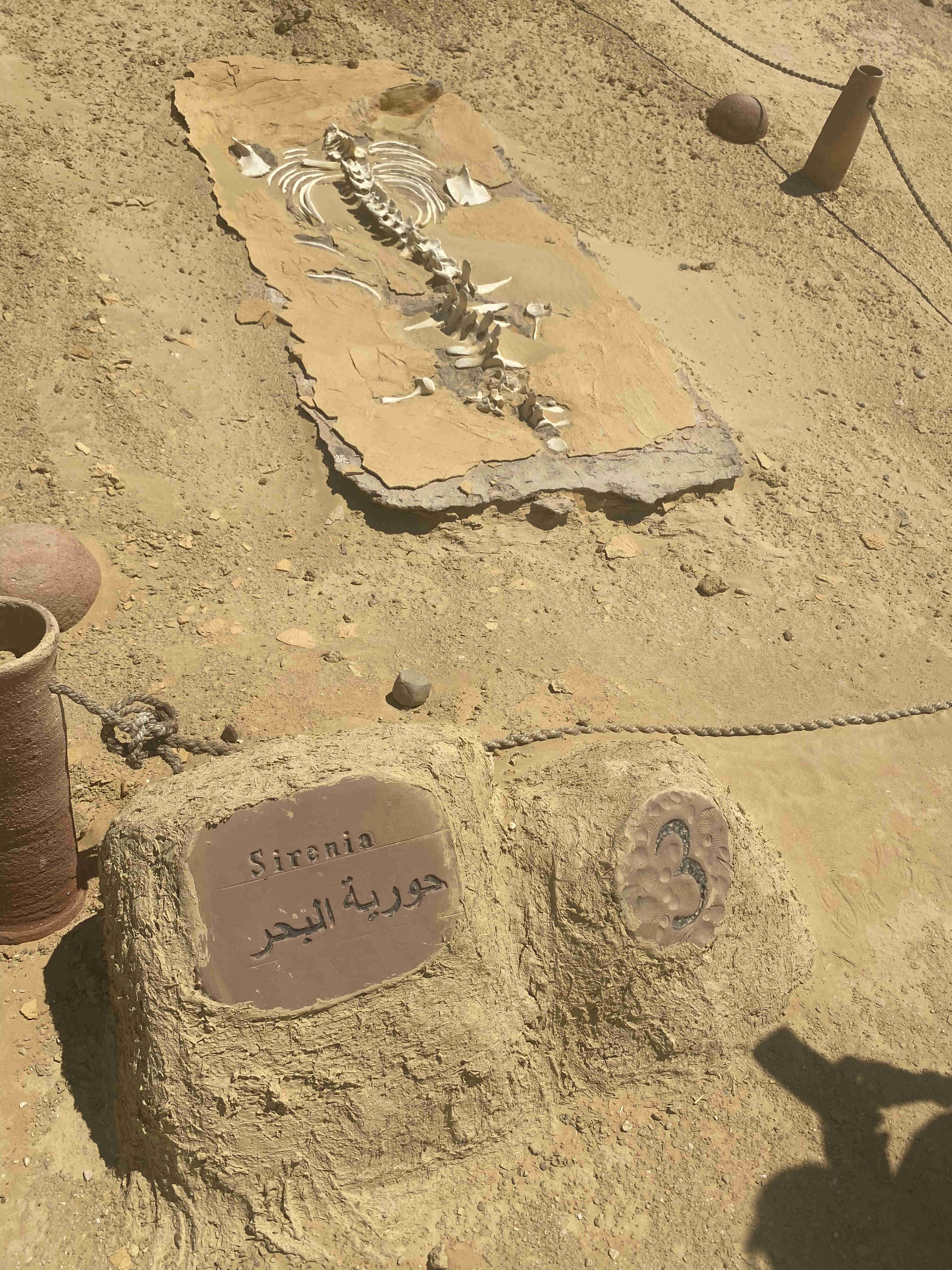 Le squelette d'une sirène dans le désert du Fayoum
