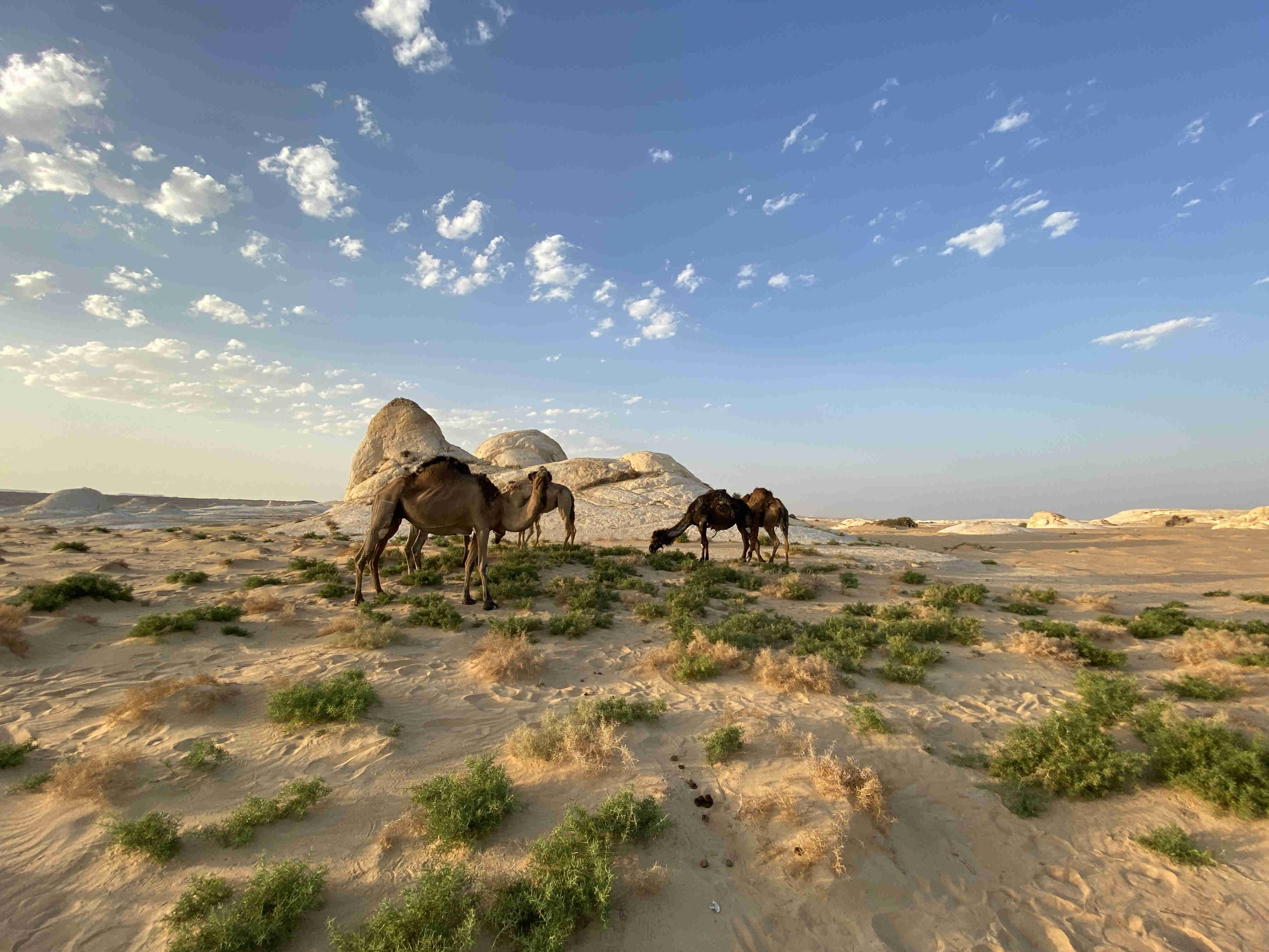 Des chameaux broutant dans la brousse désertique du Parc National du Désert Blanc, avec de brillantes formations de craie blanche en arrière-plan sous un ciel bleu