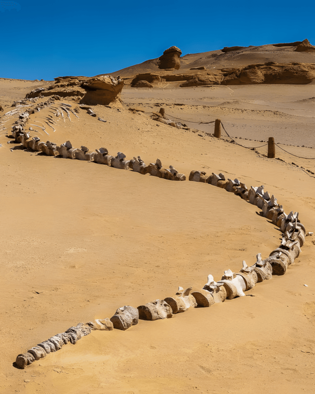 Whale skeleton at Wadi Al-Hitan (Valley of the Whales)
